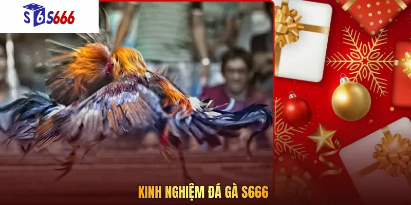 Kinh nghiệm đá gà S666